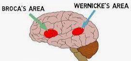 Picture of Broca's and Wernicke's part of the brain